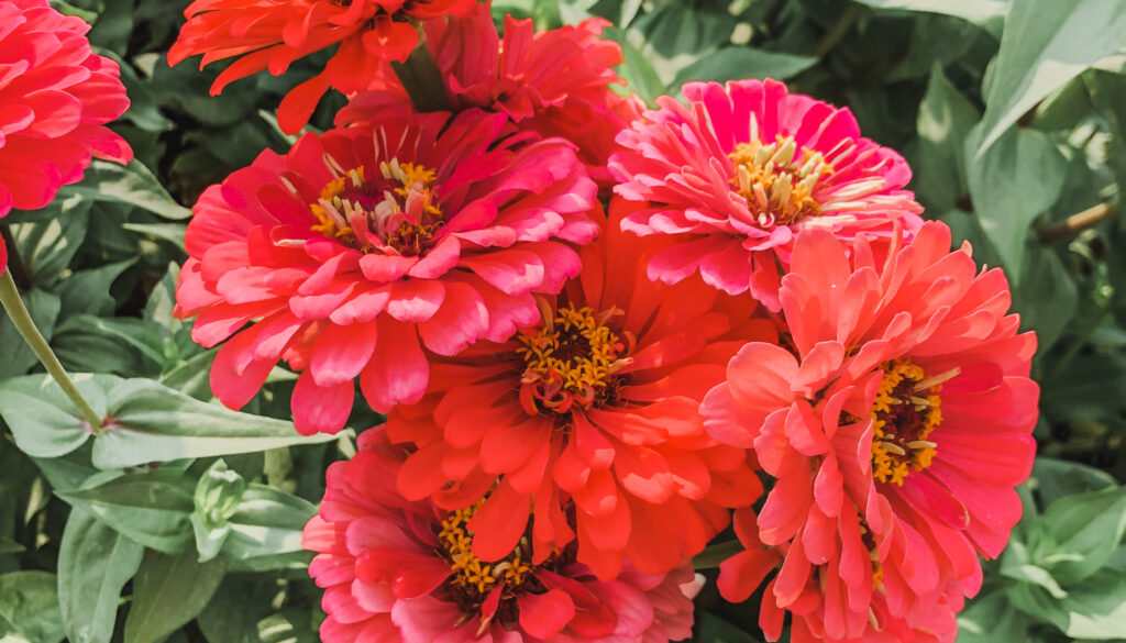 zinnia cut flowers