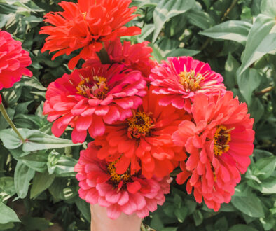 zinnia cut flowers